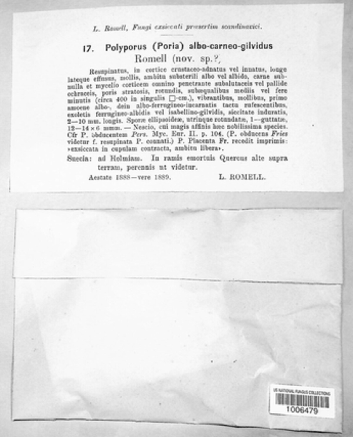 Polyporus albo-carneo-gilvidus image